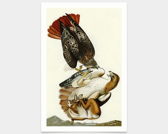 John James Audubon, Red tailed Hawk,art prints,Vintage art,canvas wall art,famous art prints,q2448
