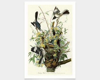 John James Audubon, Mocking Bird, wydruki artystyczne, sztuka vintage, sztuka ścienna na płótnie, słynne wydruki artystyczne, q2418