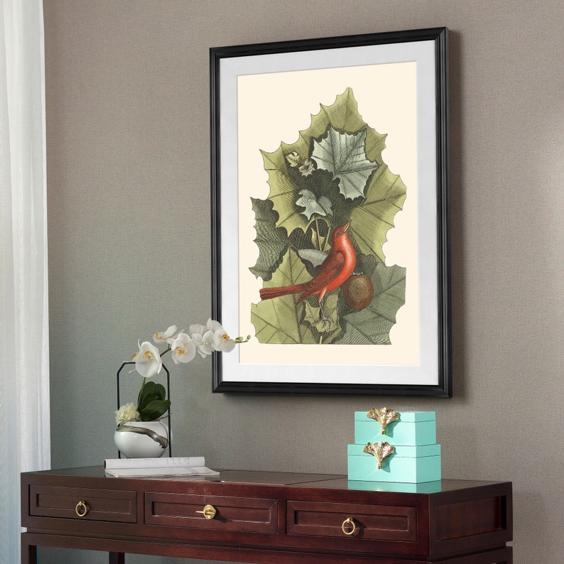 Mark Catesby,Red bird on green leaves red bird print,Framed Prints,wall art prints,Hanging Canvas print,xf2935