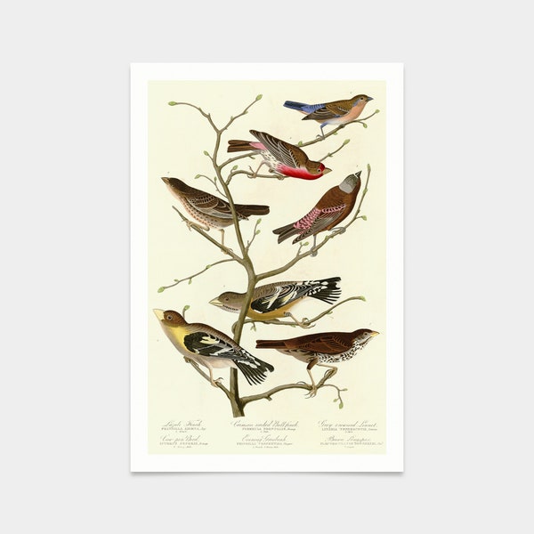 John James Audubon, I  Lazuli Finch,Crimson necked Bull Finch,Gray crowned Linnet,Cow pen Bird,Evening Grosbeak,Brown Longspur,q2387