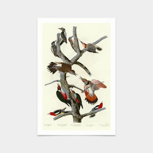 John James Audubon, I Hairy Woodpecker,Red bellied Woodpecker,Red shafted Woodpecker,Lewis' Woodpecker,Red breasted Woodpecker,q2384