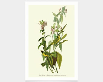 John James Audubon, Green Black capt Flycatcher,art prints,Vintage art,canvas wall art,famous art prints,q2360