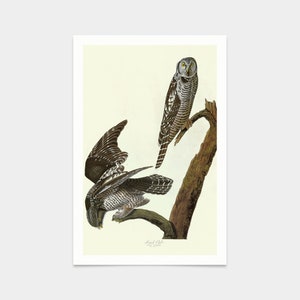 John James Audubon, Hawk Owl,art prints,Vintage art,canvas wall art,famous art prints,q2362