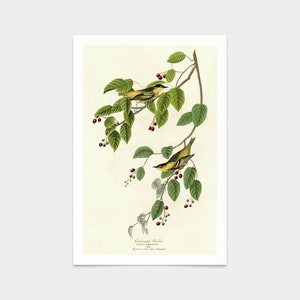 John James Audubon, Carbonated Warbler,art prints,Vintage art,canvas wall art,famous art prints,q2322