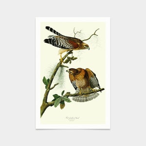 John James Audubon, Red shouldered Hawk,art prints,Vintage art,canvas wall art,famous art prints,q2447