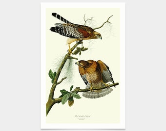 John James Audubon, Red shouldered Hawk,art prints,Vintage art,canvas wall art,famous art prints,q2447