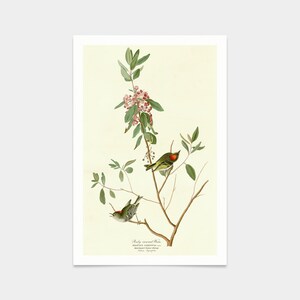 Könnte beinhalten: Eine Vintage-Illustration von zwei Rubin-Kronen-Kinglets, die auf einem Zweig mit rosa Blüten sitzen. Die Vögel sind grün mit roten Kronen und gelben Unterteilen. Die Illustration trägt den Titel "Ruby-crowned Kinglet, Regulus calendula".