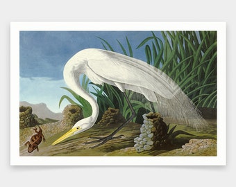 John James Audubon, Biała Czapla, odbitki artystyczne, sztuka vintage, sztuka ścienna na płótnie, słynne odbitki artystyczne, q1958