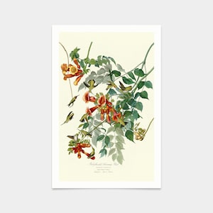 Può includere: Un'illustrazione vintage di un colibrì gola rubino, un piccolo uccello con un becco lungo e sottile, che volteggia vicino a un gruppo di fiori arancioni a forma di tromba. L'uccello è raffigurato in volo, con le ali spiegate. I fiori sono disposti in un grappolo, con i petali aperti e rivolti verso lo spettatore. Lo sfondo è di colore crema chiaro.