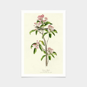 Puede incluir: Una ilustración botánica vintage de un pequeño pájaro posado en una rama de una planta con flores de color rosa. El texto debajo de la imagen dice "Syrvia Regulus,  Golden-Crowned Kinglet,  Found throughout the United States,  Autumn,  1837."