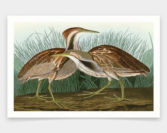 John James Audubon, Bączek amerykański, odbitki artystyczne, sztuka vintage, sztuka ścienna na płótnie, słynne odbitki artystyczne, q1797