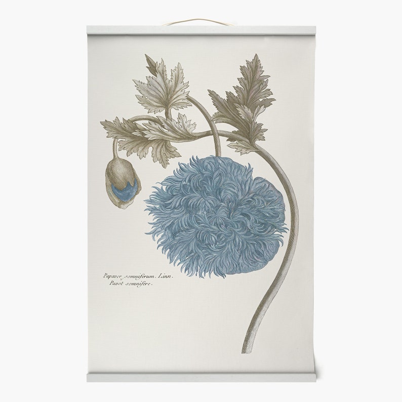 plant print,Framed Prints,wall art prints,Hanging Canvas print,xf2870 Blue flower print,Plant illustration