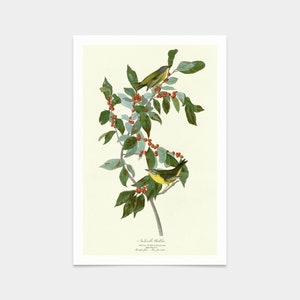 John James Audubon, Nashville Warbler,art prints,Vintage art,canvas wall art,famous art prints,q2419