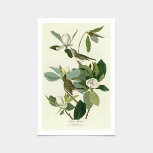 May include: A vintage illustration of two small brown birds perched on a branch of a magnolia tree with white blossoms. The illustration is titled "Warbling Flycatcher,  Muscicapa  minuta,  Male & Female."