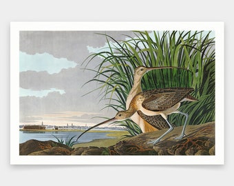 John James Audubon, Long billed Curlew,art prints,Vintage art,canvas wall art,famous art prints,q1885