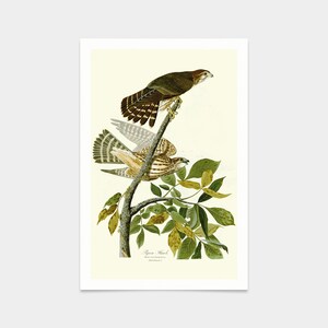 John James Audubon, Taube Falke,Kunstdrucke,Vintage Kunst,Leinwand Wandkunst,berühmte Kunstdrucke,q2429