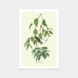 John James Audubon, Autumnal Warbler,art prints,Vintage art,canvas wall art,famous art prints,q2274