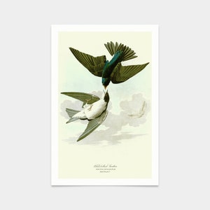John James Audubon, White bellied Swallow,art prints,Vintage art,canvas wall art,famous art prints,q2490