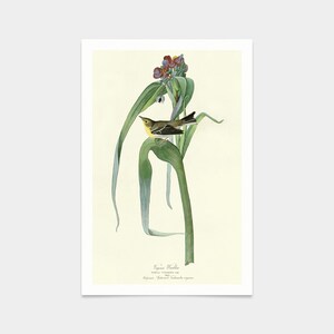 John James Audubon, Vigor&#39;s Warbler,art prints,Vintage art,canvas wall art,famous art prints,q2487