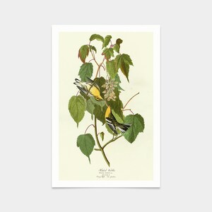John James Audubon, Hemlock Warbler,art prints,Vintage art,canvas wall art,famous art prints,q2363