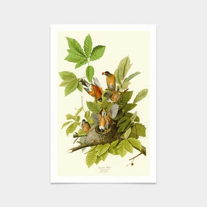 John James Audubon, American Robin,art prints,Vintage art,canvas wall art,famous art prints,q2268