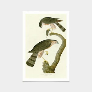 John James Audubon, Sharp shinned Hawk,Kunstdrucke,Vintage Kunst,Leinwand Wandkunst,berühmte Kunstdrucke,q2464
