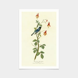 John James Audubon, Black throated Blue Warbler,art prints,Vintage art,canvas wall art,famous art prints,q2296