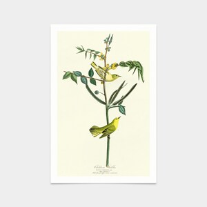John James Audubon, Children&#39;s Warbler,art prints,Vintage art,canvas wall art,famous art prints,q2329