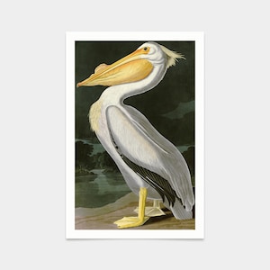 John James Audubon, American White Pelican,art prints,Vintage art,canvas wall art,famous art prints,q2271