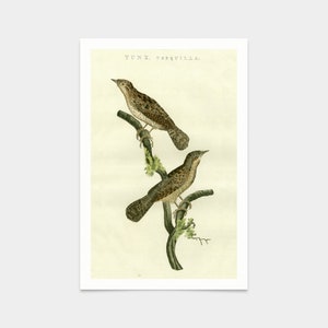 Nederlandsche vogelen,Nozeman,Nozeman Birds V,art prints,Vintage art,canvas wall art,famous art prints,V2781