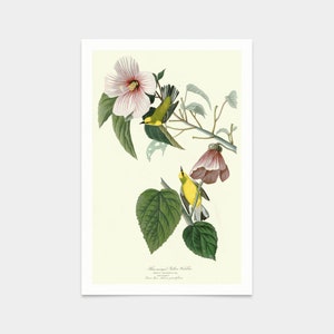 John James Audubon, Blue winged Yellow Warbler,art prints,Vintage art,canvas wall art,famous art prints,q2306