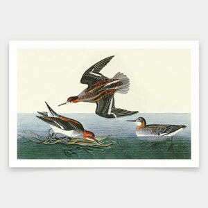 May include: A vintage illustration of three birds in flight. The birds are brown, white, and gray with long, slender beaks. The birds are flying over a body of water.