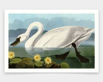 John James Audubon, Łabędź amerykański, wydruki artystyczne, sztuka vintage, sztuka ścienna na płótnie, słynne wydruki artystyczne, q1829