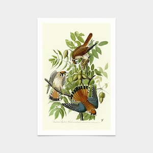 John James Audubon, American Sparrow Hawk,art prints,Vintage art,canvas wall art,famous art prints,q2269