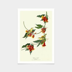 John James Audubon, Rathbone Warbler,art prints,Vintage art,canvas wall art,famous art prints,q2441