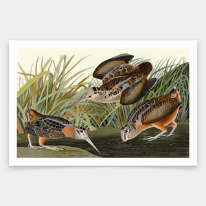 John James Audubon, American Woodcock,art prints,Vintage art,canvas wall art,famous art prints,q1805