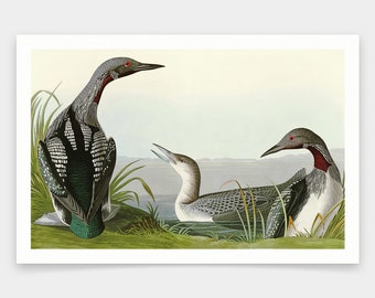 John James Audubon, Black Throated Diver,art prints,Vintage art,canvas wall art,famous art prints,q1813