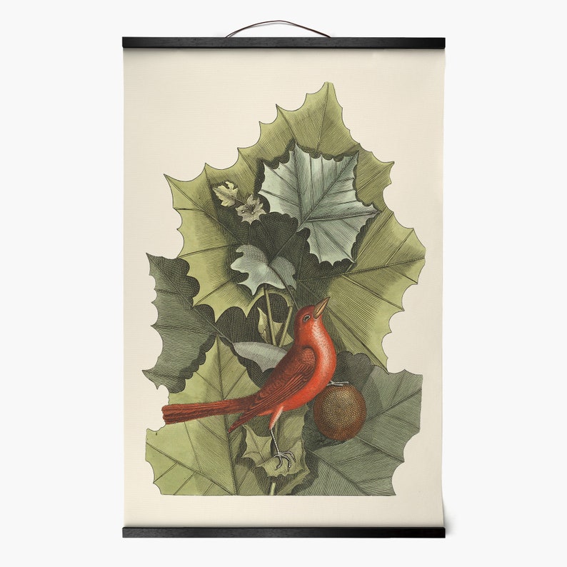 Mark Catesby,Red bird on green leaves red bird print,Framed Prints,wall art prints,Hanging Canvas print,xf2935