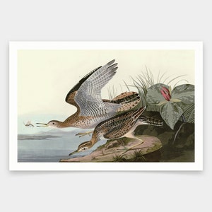May include: A vintage illustration of two brown and gray shorebirds perched on a rock near a body of water. The birds are depicted in a natural setting with green foliage and a pink flower.