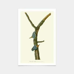 John James Audubon, Brown headed Nuthatch,art prints,Vintage art,canvas wall art,famous art prints,q2315