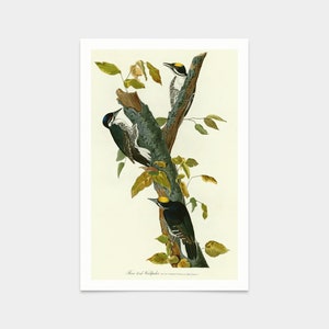 John James Audubon, Three toed Woodpecker,art prints,Vintage art,canvas wall art,famous art prints,q2480