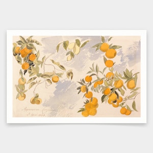 Puede incluir: Una pintura de acuarela de ramas de naranjo con naranjas maduras. Las ramas se representan sobre un fondo azul claro y blanco. La pintura está firmada y fechada "Alpenzahar (sic) 3 de abril de 1853."