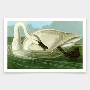 John James Audubon, Trumpeter Swan,art prints,Vintage art,canvas wall art,famous art prints,q1947