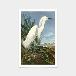John James Audubon, Snowy Heron or White Egret,art prints,Vintage art,canvas wall art,famous art prints,q2469
