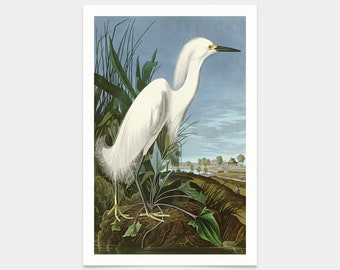 John James Audubon, Czapla śnieżna lub biała czapla, grafiki artystyczne, sztuka vintage, obrazy na płótnie, słynne grafiki artystyczne, q2469