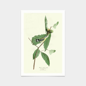 John James Audubon, Black & Yellow Warbler,art prints,Vintage art,canvas wall art,famous art prints, q2288