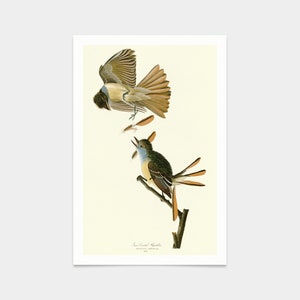 John James Audubon, Great Crested Flycatcher,art prints,Vintage art,canvas wall art,famous art prints,q2357