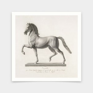 May include: A black and white engraving of a horse sculpture. The sculpture is on a pedestal and the text "Cavallo por Maten Openstre maggiore di quante for we ve a'be in Carpo de fonden in bronze a Napoli" is below the sculpture.