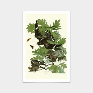 John James Audubon, Night Hawk,art prints,Vintage art,canvas wall art,famous art prints,q2420