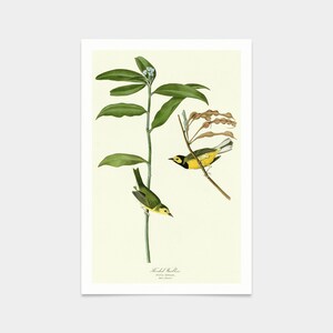 John James Audubon, Hooded Warbler,art prints,Vintage art,canvas wall art,famous art prints,q2367